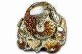 Tall Composite Ammonite Fossil Display - Madagascar #361352-1